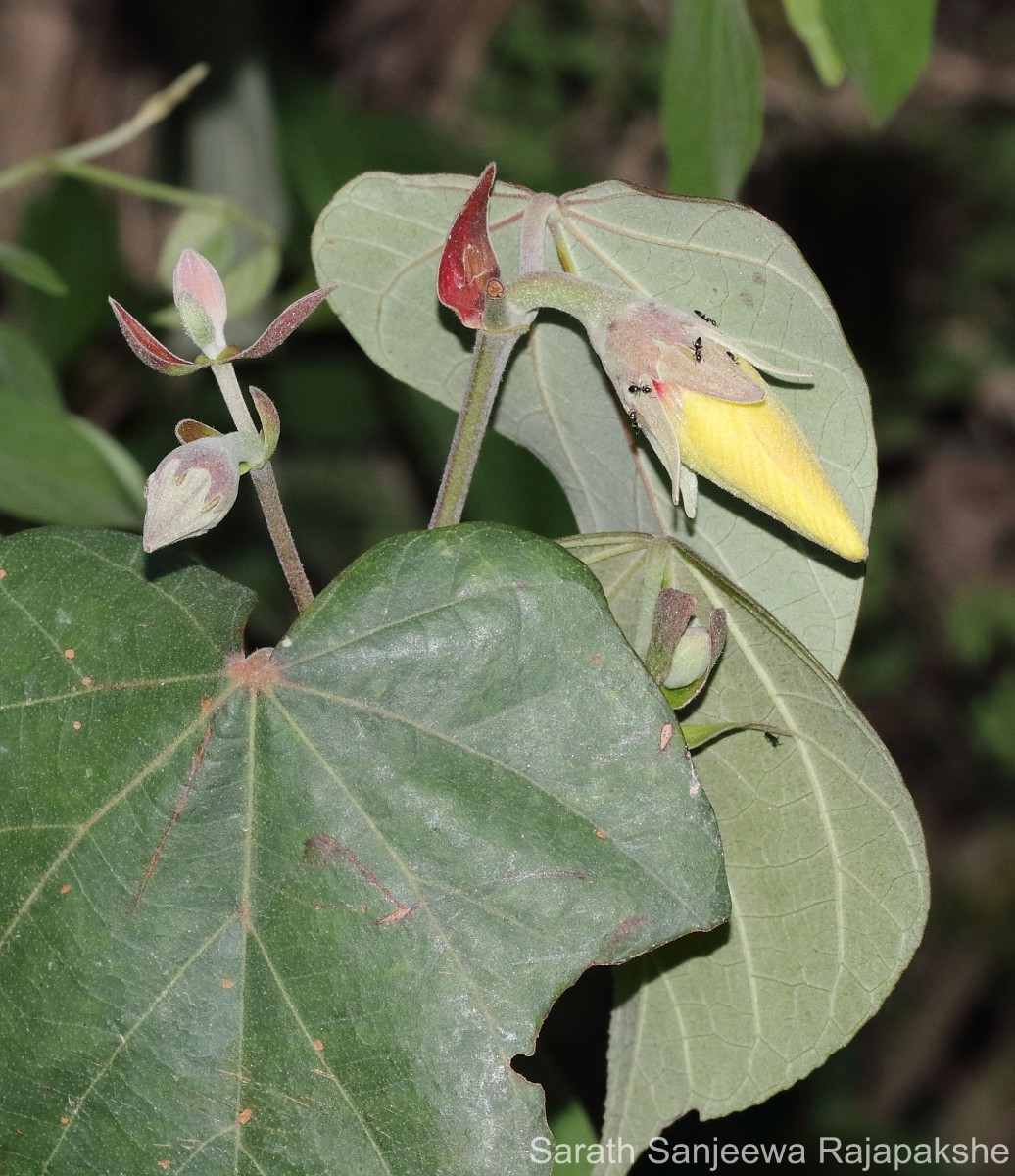 Hibiscus tiliaceus L.